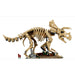 LEGO Fossili Di Dinosauro: Triceratopo - 77985, Kit Modellismo Per Adulti Con Minifigure, Idea Regalo Per Fan