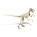CLEMENTONI Archeogiocando - Velociraptor Luminoso Al Buio - 19144