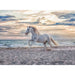 RAVENSBURGER Cavallo In Spiaggia Puzzle 500 Pezzi - 16586